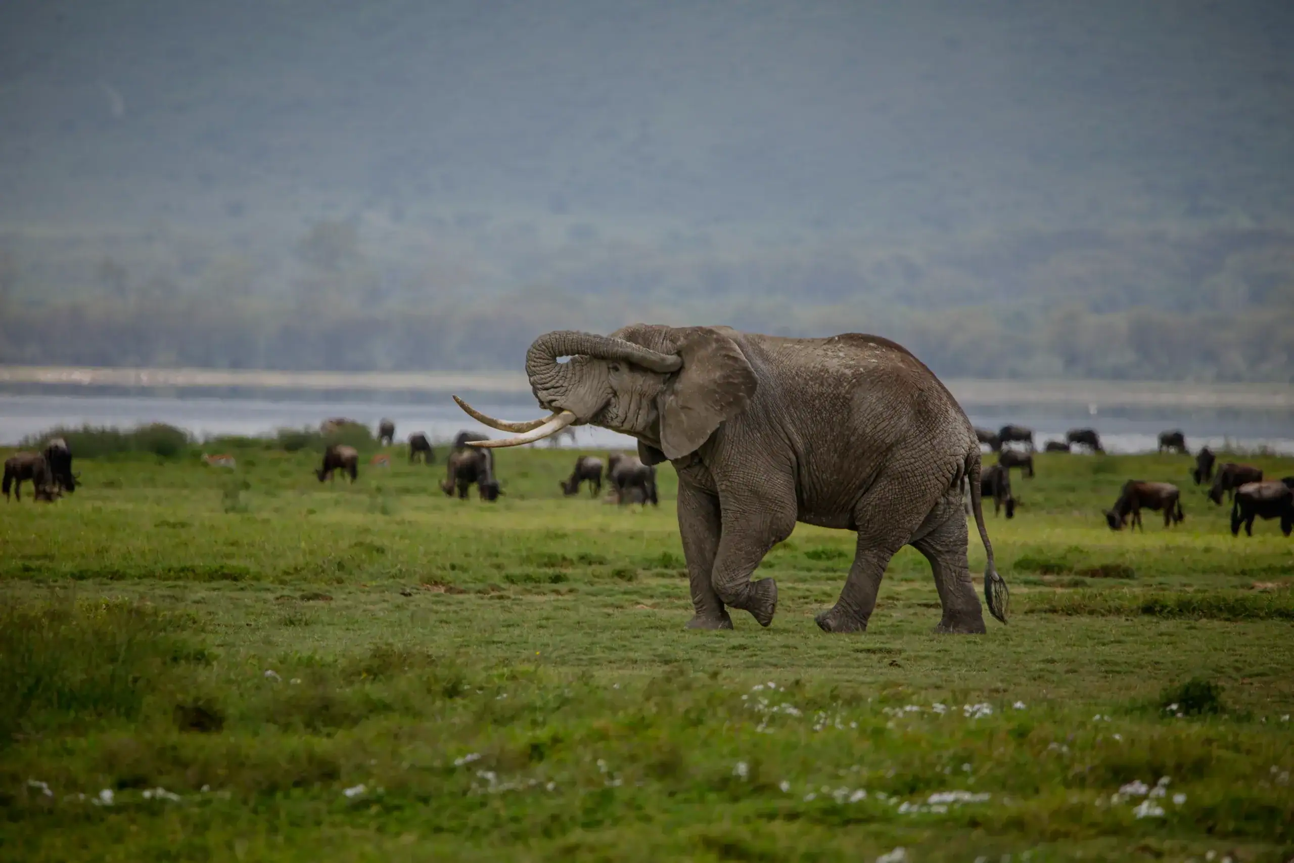 7-Day Southern Tanzania Safari
