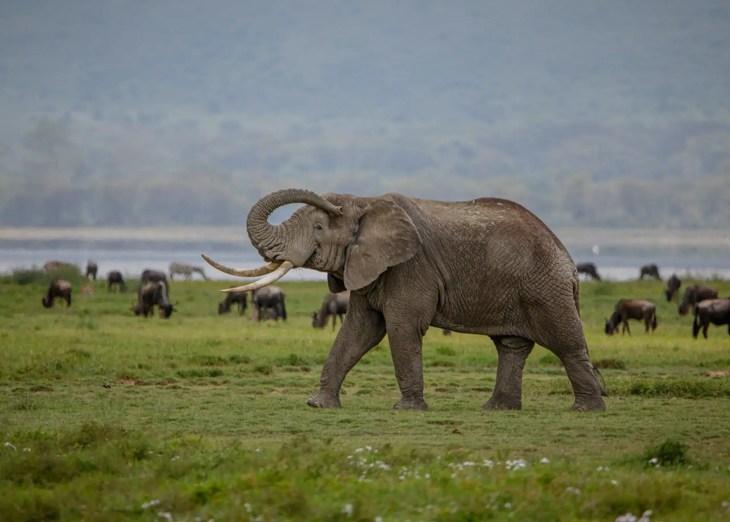 14-Day Grand Tanzania Expedition