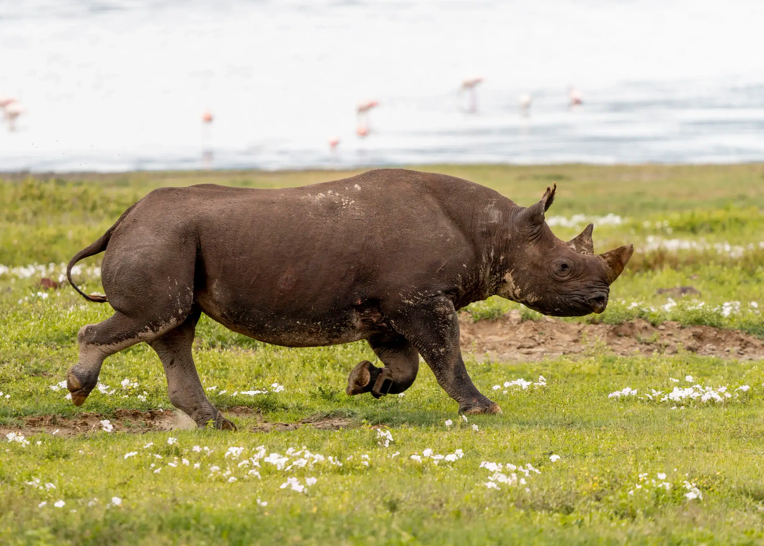 12-Day Ultimate Tanzania Safari