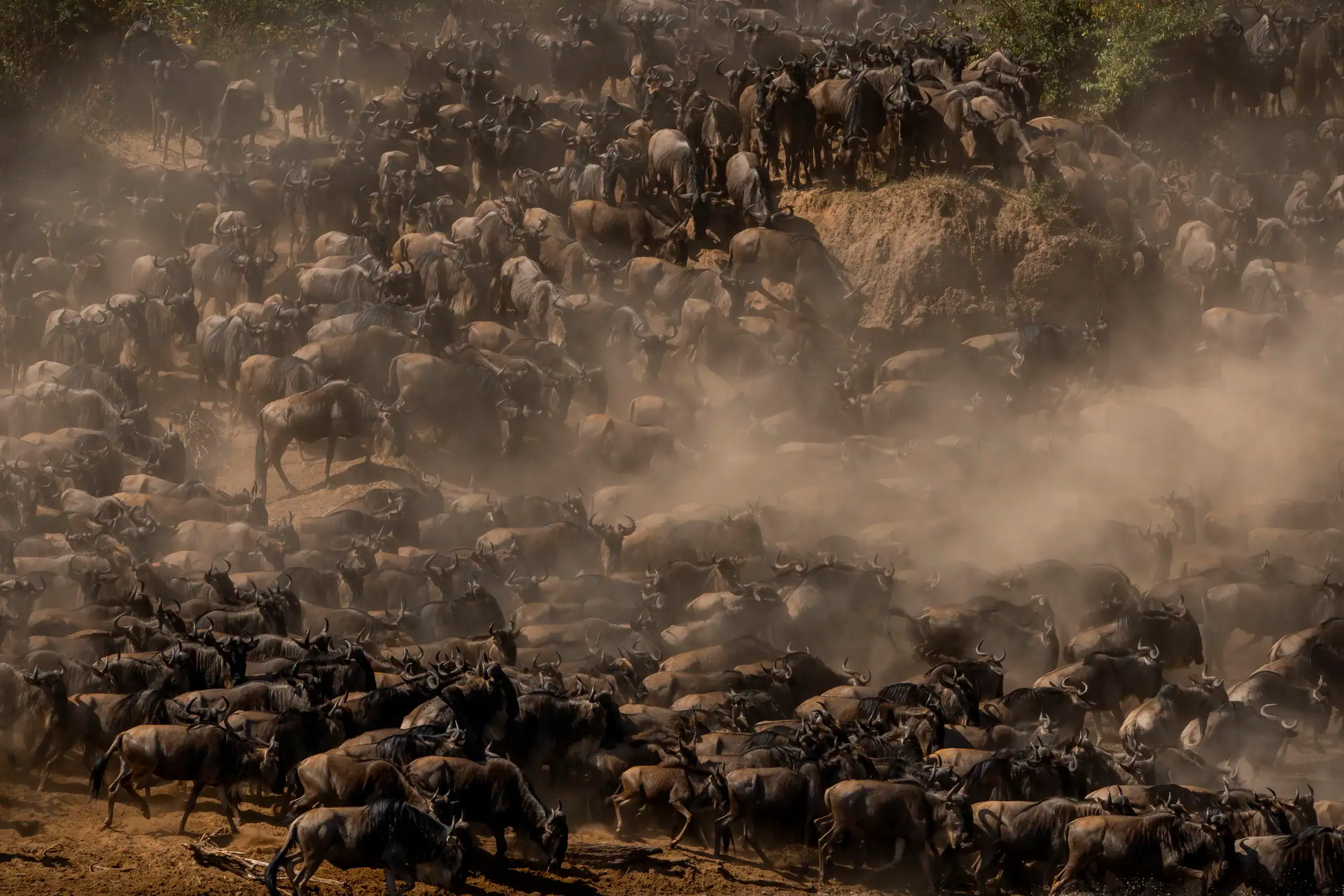 7-Day Migration Tracking Safari