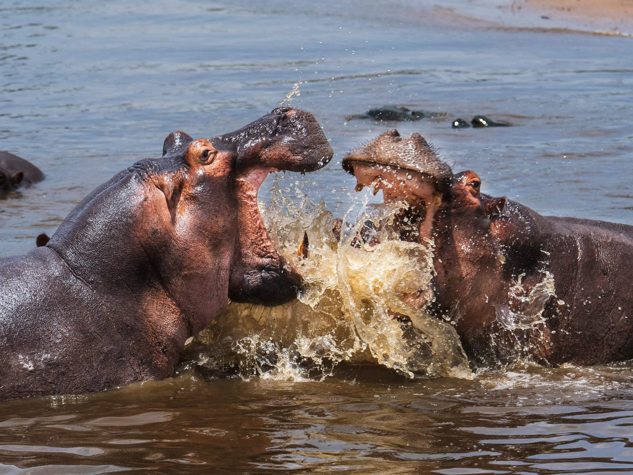 8-Day Safari & Zanzibar Escape
