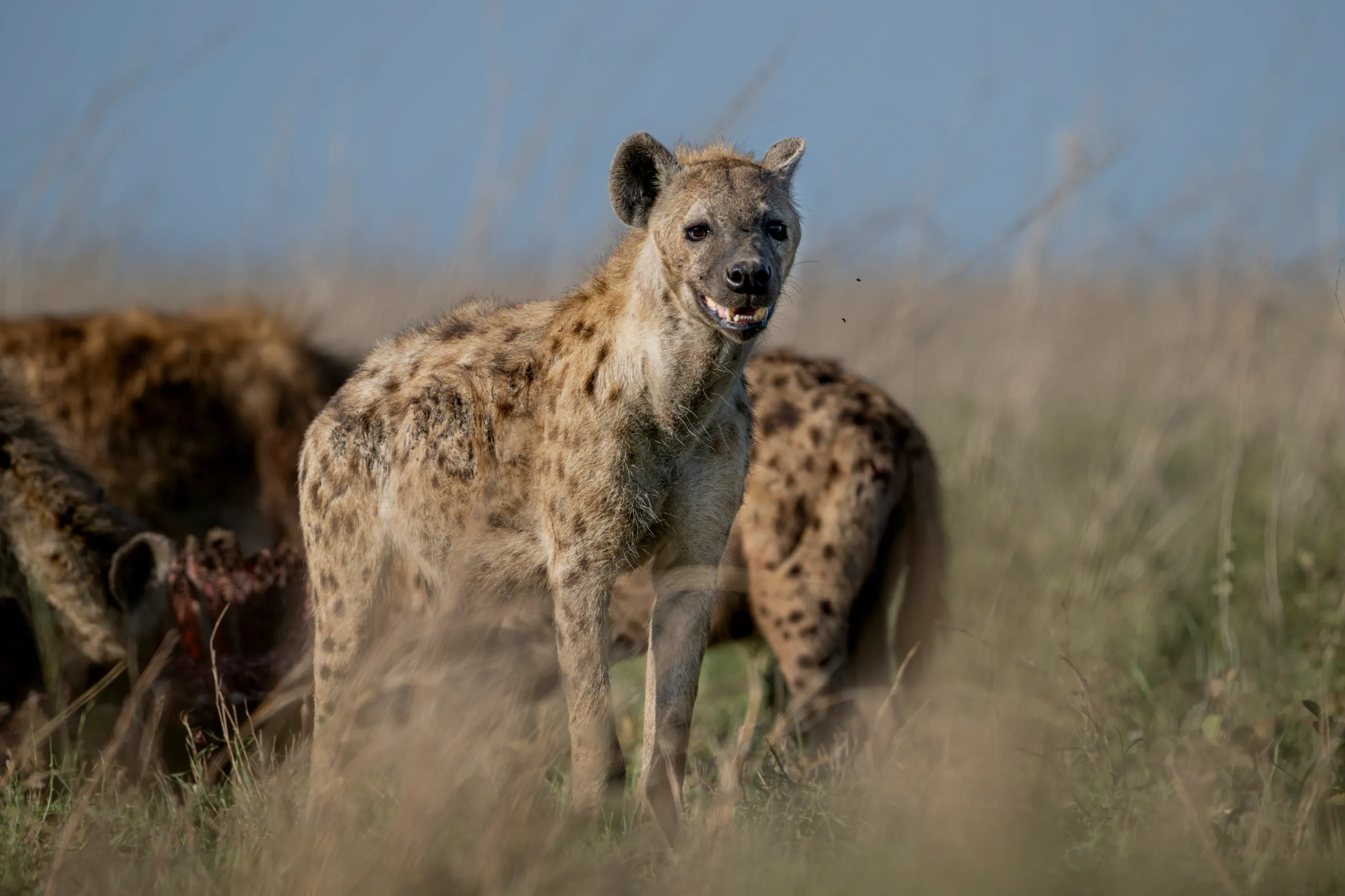 Photographic Safaris