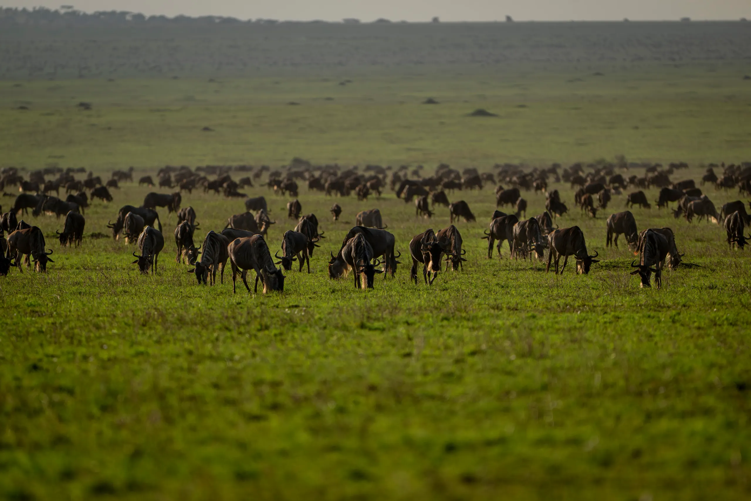 Ngorongoro