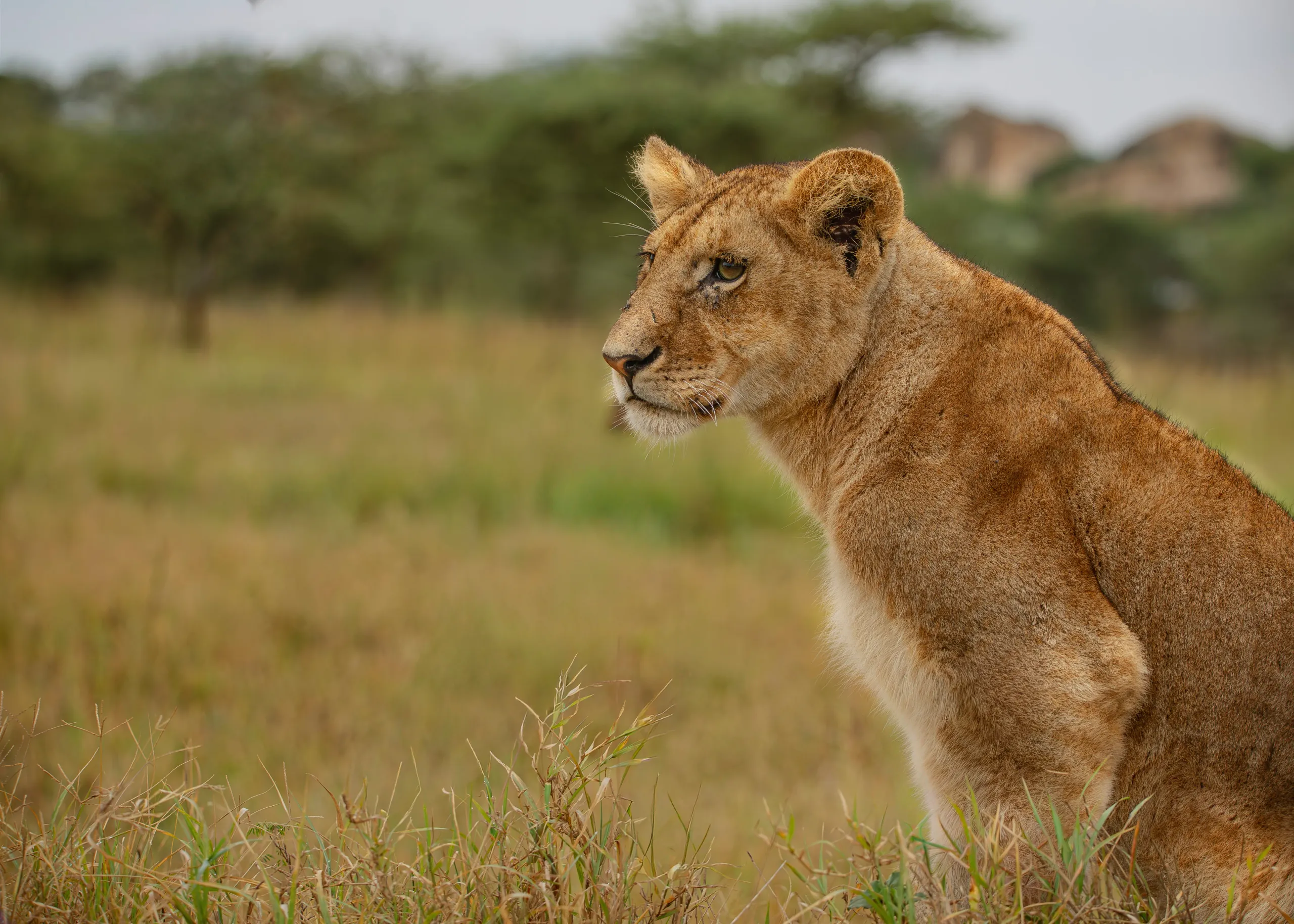 Arusha