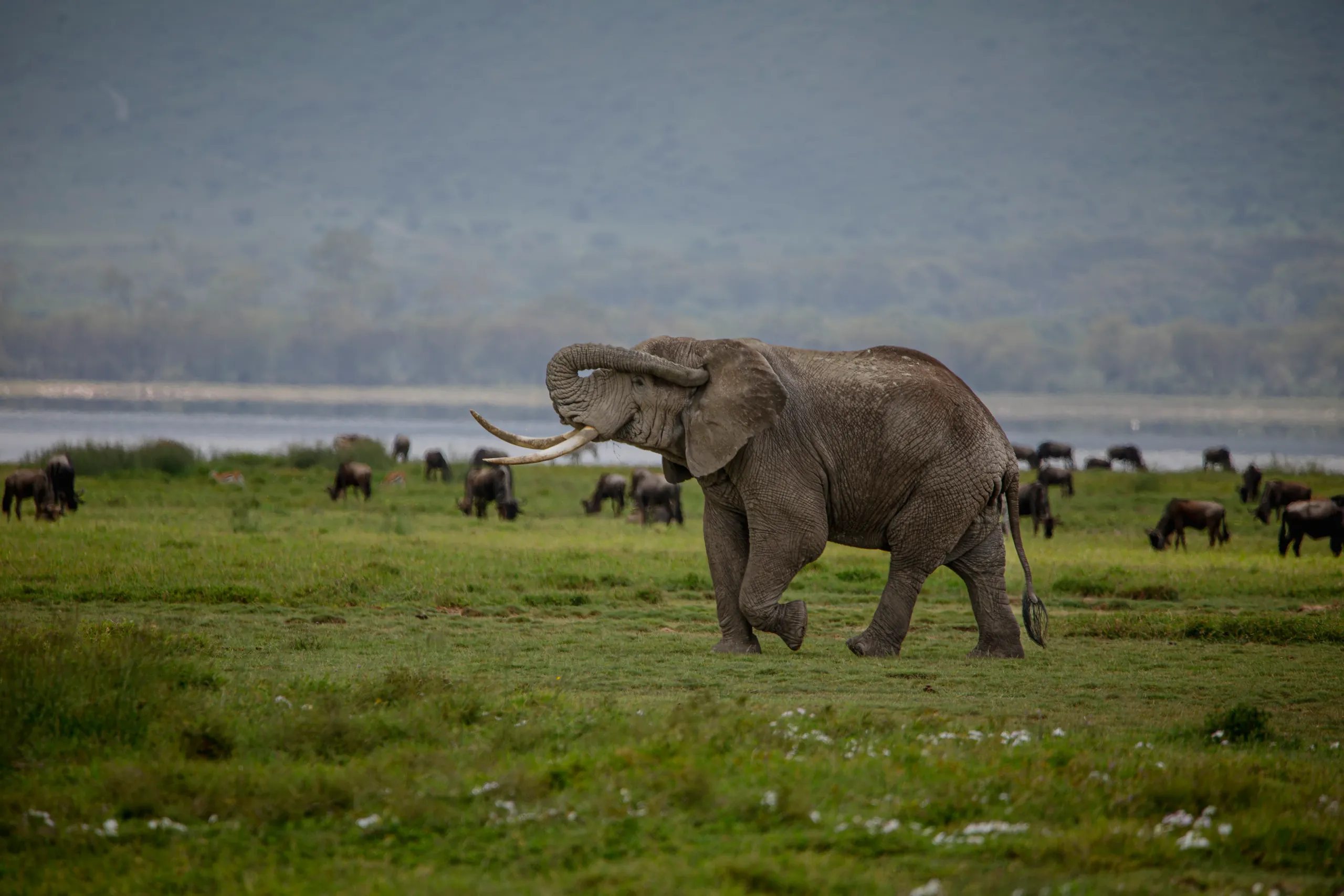 7-Day Southern Tanzania Safari