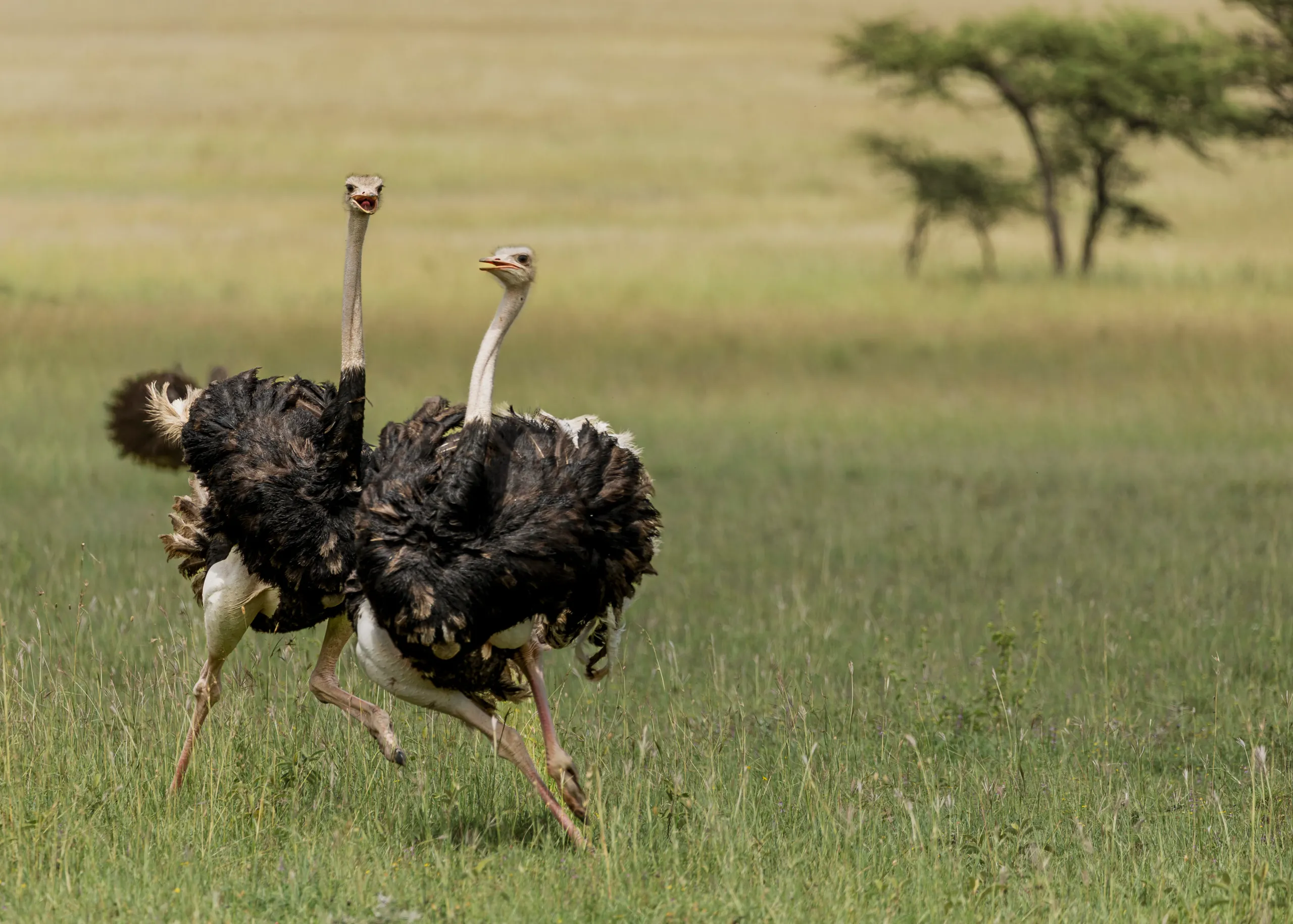 2-Day Tarangire Safari