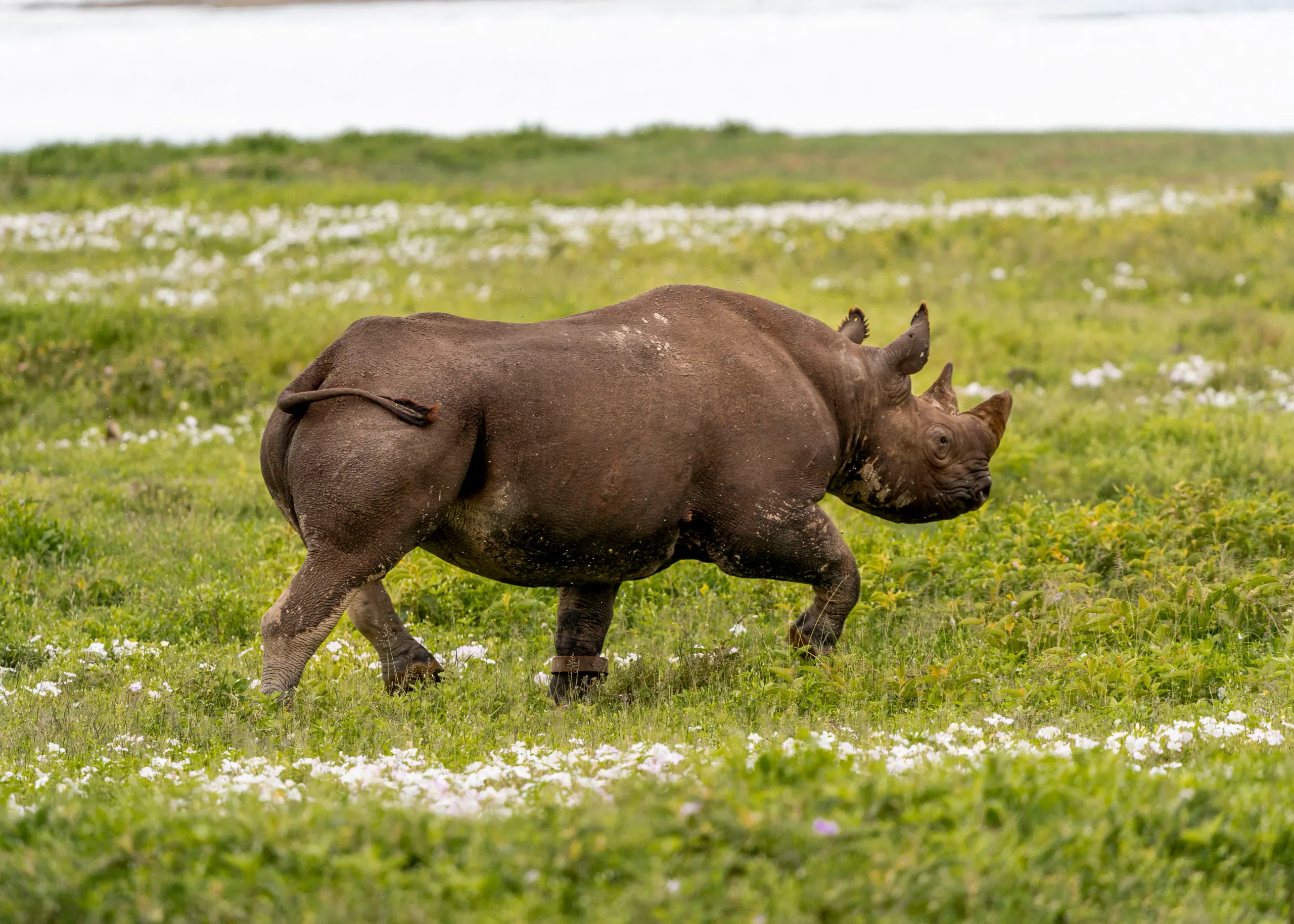 Walking Safari
