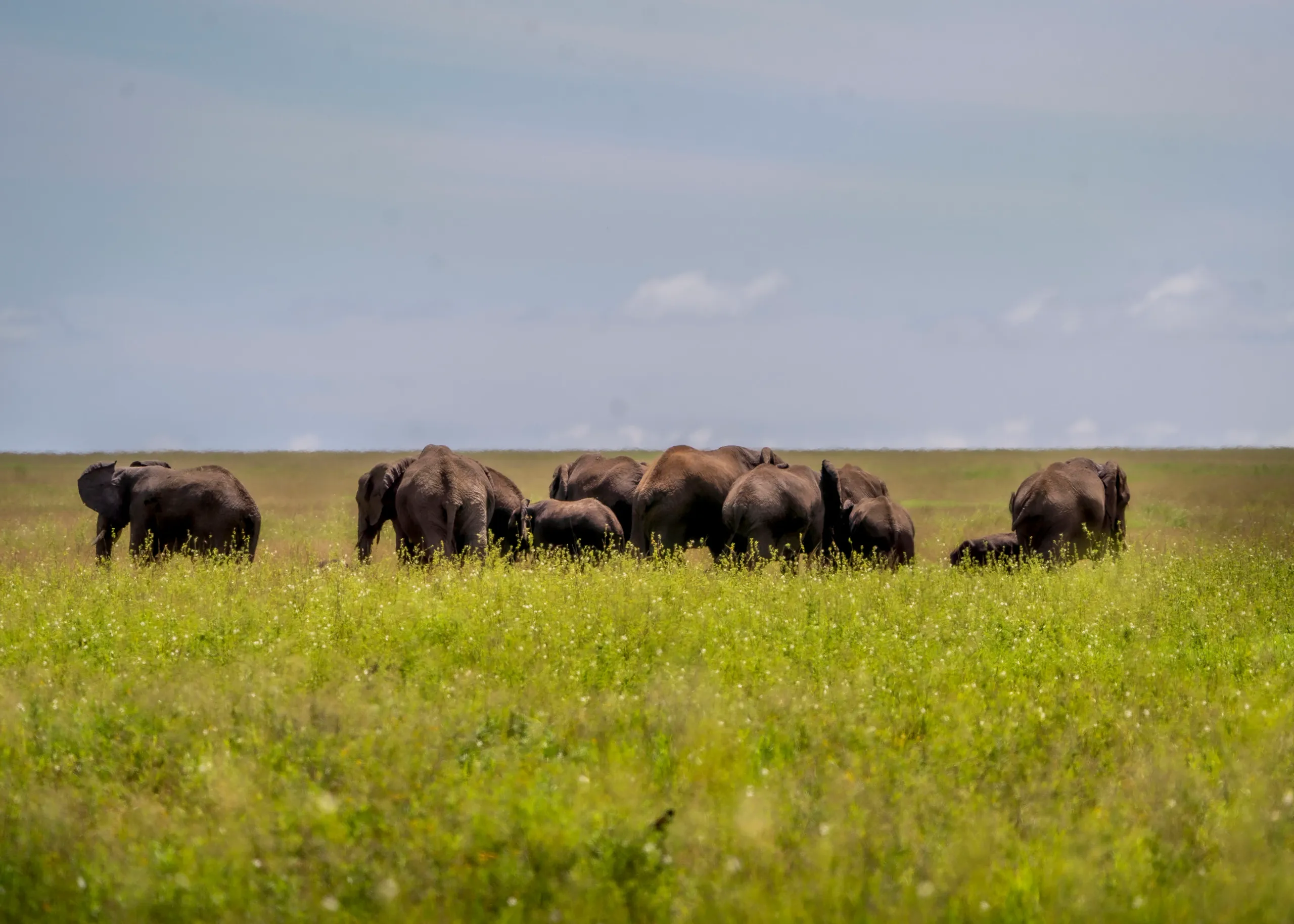 Majestic Elephant Herd