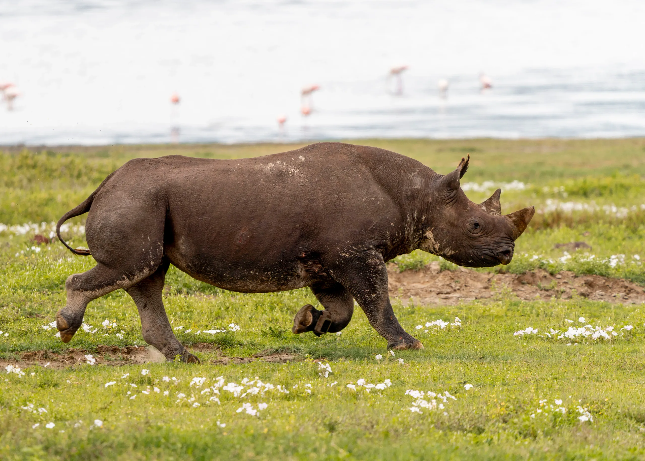 Majestic Black Rhino